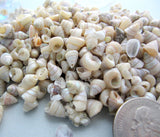 tiny top shells, tiny top seashells, tiny pearl shells, tiny pearl seashells, beach wedding shells, tiny craft shells, tiny jewelry shells