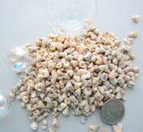 tiny top shells, tiny top seashells, tiny pearl shells, tiny pearl seashells, beach wedding shells, tiny craft shells, tiny jewelry shells