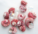 red delphinula shell, red delphinula seashell, pink delphinula, red seashells, red shells, pink shells