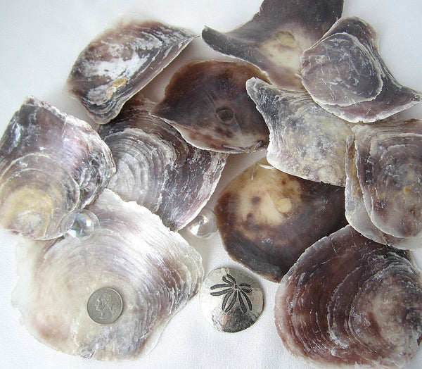 placuna oyster, saddle oyster, common oyster, purple oyster, large oyster, wind chime shells