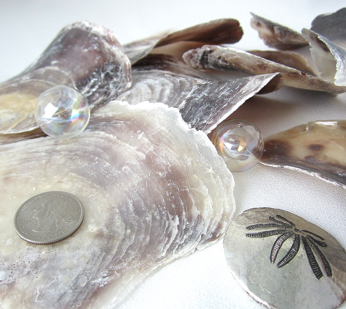 Natural Large Seashell Clam Shell 5 Ocean Home Decor Oyster Sea