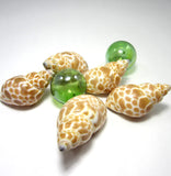 8PC Beach Decor Spotted Seashells, Nautical Decor Babylonia Spirata Shells, Coastal Decor Dotted Seashells, Brown & White Spotted, 1-2", 8PC