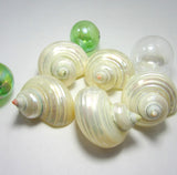 pearl turbo shell, hermit crab seashell