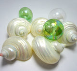 pearl turbo shell, hermit crab seashell