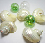pearl turbo shell, hermit crab seashell