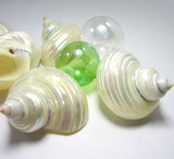 pearl turbo shell, hermit crab seashell