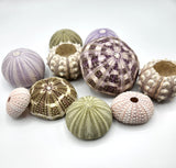 Sea Urchin Assortment, Beach Decor Urchin Seashells, Nautical Decor Sea Urchins, 10PC Assortment