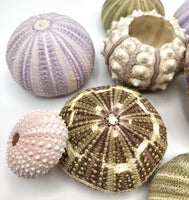 Sea Urchin Assortment, Beach Decor Urchin Seashells, Nautical Decor Sea Urchins, 10PC Assortment