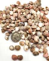 Pink Umbonium Seashells, Small Tiny Pink Shells, Pink Beach Wedding Shell, 8OZ