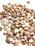 Pink Umbonium Seashells, Small Tiny Pink Shells, Pink Beach Wedding Shell, 8OZ