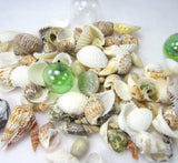 1 GALLON Colored Seashell Mix, Beach Wedding Shell Mix, Bulk Colored Brown Craft Shells, 1 GALLON