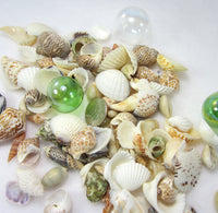 1 GALLON Colored Seashell Mix, Beach Wedding Shell Mix, Bulk Colored Brown Craft Shells, 1 GALLON