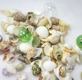 1 GALLON Colored Seashell Mix, Beach Wedding Shell Mix, Bulk Colored Brown Craft Shells, 1 GALLON