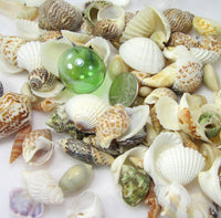 1 GALLON Colored Seashell Mix, Beach Wedding Shell Mix, Bulk Colored Brown Craft Shells, 1 GALLON