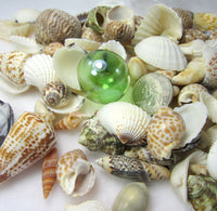 1 GALLON Colored Seashell Mix, Beach Wedding Shell Mix, Bulk Colored Brown Craft Shells, 1 GALLON