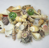 1 GALLON Colored XLSeashell Mix, Beach Wedding XL Shell Mix, Bulk Colored Brown Craft Shells, 1 GALLON, XL Sized Shells