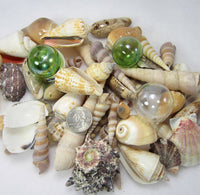 1 GALLON Colored XLSeashell Mix, Beach Wedding XL Shell Mix, Bulk Colored Brown Craft Shells, 1 GALLON, XL Sized Shells