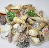 1 GALLON Colored XLSeashell Mix, Beach Wedding XL Shell Mix, Bulk Colored Brown Craft Shells, 1 GALLON, XL Sized Shells