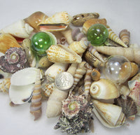 1 GALLON Colored XLSeashell Mix, Beach Wedding XL Shell Mix, Bulk Colored Brown Craft Shells, 1 GALLON, XL Sized Shells