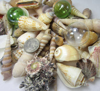 1 GALLON Colored XLSeashell Mix, Beach Wedding XL Shell Mix, Bulk Colored Brown Craft Shells, 1 GALLON, XL Sized Shells