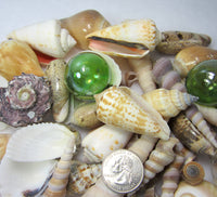 1 GALLON Colored XLSeashell Mix, Beach Wedding XL Shell Mix, Bulk Colored Brown Craft Shells, 1 GALLON, XL Sized Shells