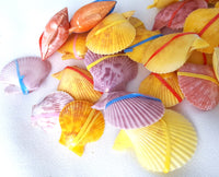 scallops, scallop shells, scallop pairs, scallop seashells, colored scallops, bright color scallops