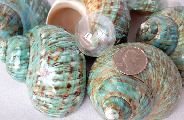 Buy Seashells For Sale Online from Schooner Specimen Shells