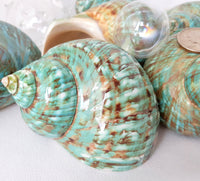 jade green turban shell, jade green turban seashell, burgess jade turban, green turban shell