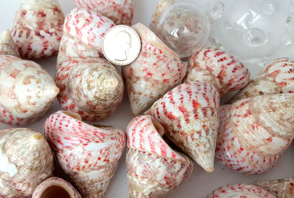Pearl Clam Seashell, Single Clam Shell, Beach Wedding Pearl Silver
