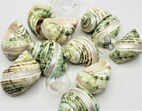 green turbo shell, turbo seashell, pearl turbo shell, hermit crab shell, hermit crab seashell, beach wedding shell, turbo