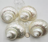 pearl turbo shell, pearl turbo seashell, pearl turban shell, pearl turban seashell, beach wedding shell
