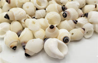 drilled seashells, drilled tiny shells, drilled nipple shell