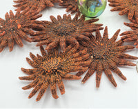 Beach Decor Red Sunflower Starfish, Nautical Decor RARE Multi-Armed Starfish, Coastal Decor Rare Starfish
