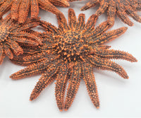 Beach Decor Red Sunflower Starfish, Nautical Decor RARE Multi-Armed Starfish, Coastal Decor Rare Starfish