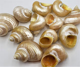 gold seashell, gold shells, gold turbo shell, gold hermit crab shell, hermit crab seashells