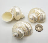 pearl turbo turban shell, hermit crab shell, large pearl shells
