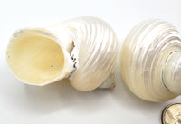 Pearl Turbo Seashell, White Pearl Turbo Hermit Crab Shell, White Beach Wedding Silvermouth Turbo Shell - 3 PC