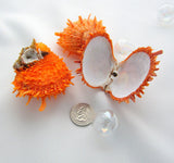 orange oyster, spiky oyster, orange seashell, oyster ducalis, orange shells, oyster shells