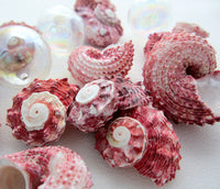 red delphinula shell, red delphinula seashell, pink delphinula, red seashells, red shells, pink shells