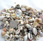 small shell mix, small seashell mix, tiny shell mix, tiny seashell mix, small wedding shells, tiny wedding shells, tiny craft shells