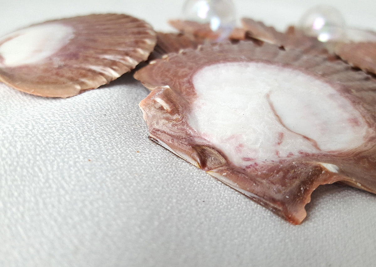 Flat Scallop Seashells, Flat Scallop Shells, Mexican Flat Scallops ...