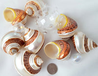 Pentholatus banded turbo, brown turbo shell, banded turbo shell, brown turbo seashell, brown banded seashell, turban seashell