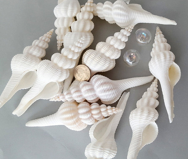 Collection Of Different Sea Shells. Small Ocean Objects On White