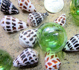 hebrew cone shells, hebrew cone seashells, conus ebraeus seashells, collector shells, small cone shells, spotted shells