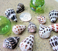 hebrew cone shells, hebrew cone seashells, conus ebraeus seashells, collector shells, small cone shells, spotted shells