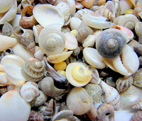 small shell mix, small seashell mix, tiny shell mix, tiny seashell mix, small wedding shells, tiny wedding shells, tiny craft shells