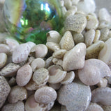 umbonium shells, umbonium seashells, wedding shells, craft shells, tiny craft shells, tiny white shells
