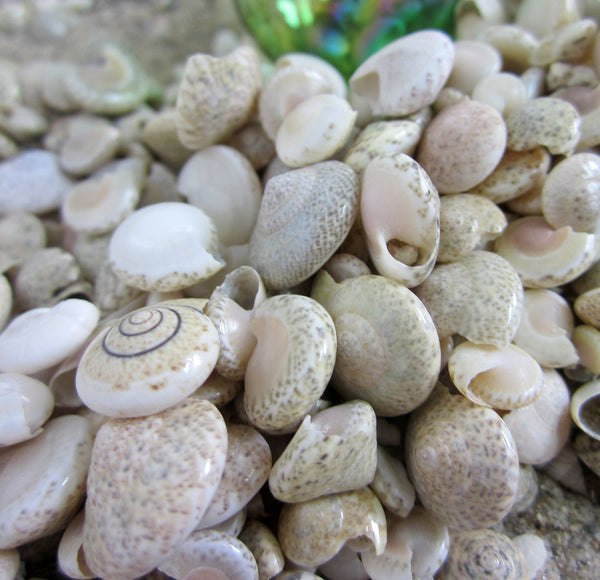 Beach Wedding Shells, Wedding Seashells, White Wedding Starfish – Beach  Grass Cottage - Artisan Handmade Beach Decor