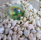 umbonium shells, umbonium seashells, wedding shells, craft shells, tiny craft shells, tiny white shells