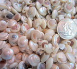 pearl umbonium seashells, pearl umbonium shells, tiny craft shells, tiny jewelry shells, tiny pearl shells, beach wedding shells